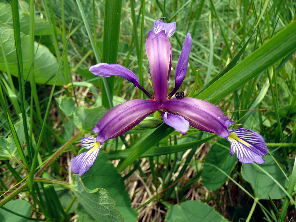 Iris Graminea